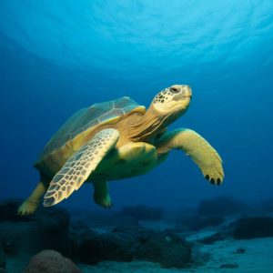 Observer les tortues marines à Marie-Galante : un spectacle naturel à préserver