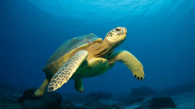 Observer les tortues marines à Marie-Galante : un spectacle naturel à préserver