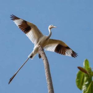 Observer les oiseaux de Marie-Galante : les meilleurs spots et conseils pour un écotourisme responsable