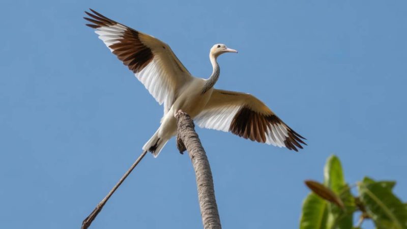 Observer les oiseaux de Marie-Galante : les meilleurs spots et conseils pour un écotourisme responsable