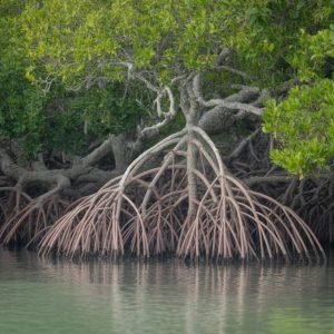 Les mangroves de Marie-Galante : explorer un écosystème méconnu entre terre, mer et biodiversité fragile