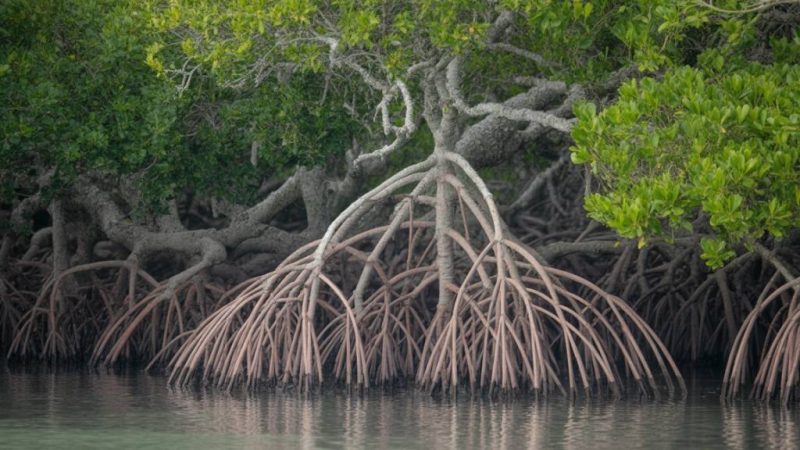 Les mangroves de Marie-Galante : explorer un écosystème méconnu entre terre, mer et biodiversité fragile